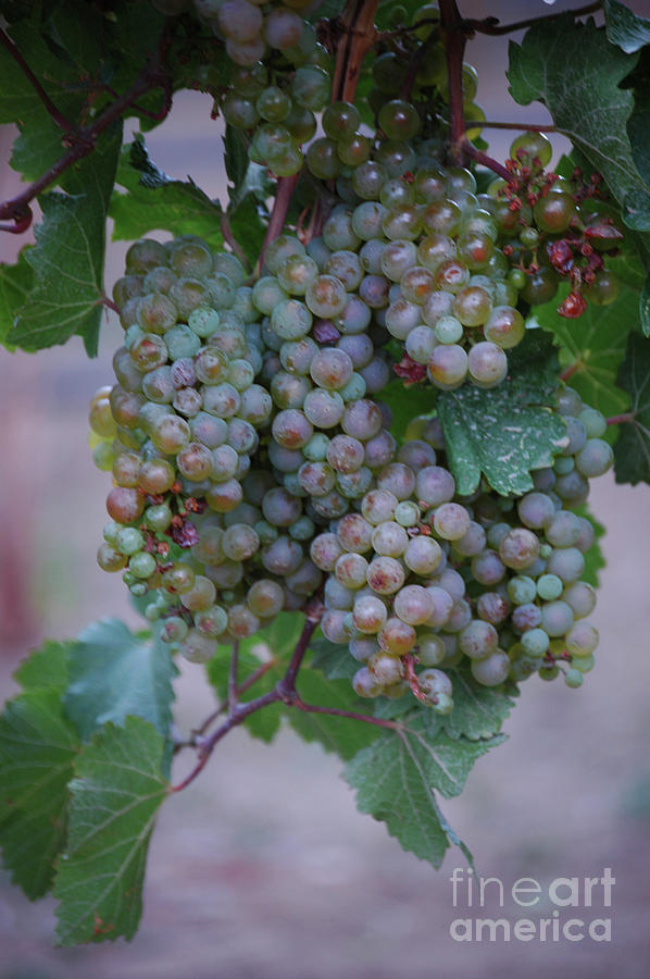 Vineyard Photograph - Purple Majesty by Jean Lamont Vineyard Photograph - Purple Majesty by Jean Lamont