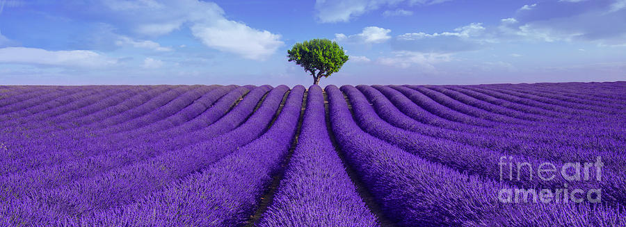Provence Photograph - Purple by Marco Crupi