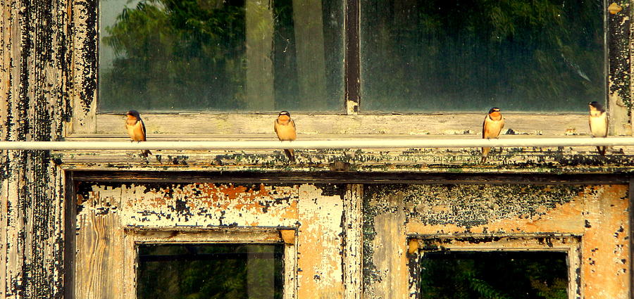 Barn Swallows and a Rustic Scene Photograph by Kathy Barney