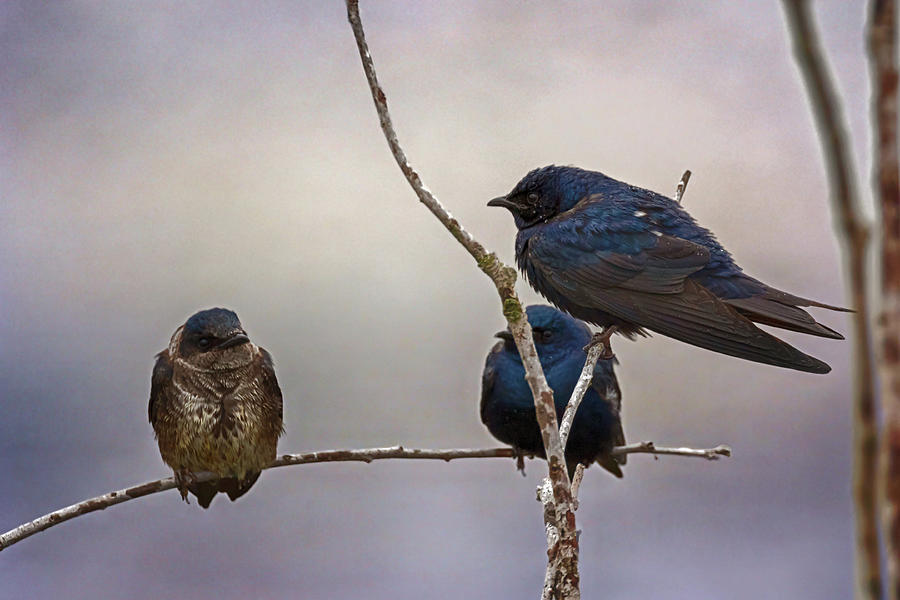 Purple Martins in the Rain Photograph by Susan Rissi Tregoning