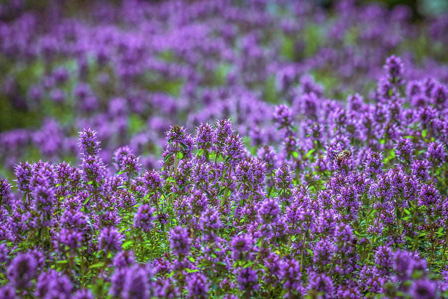 Purple meadow 3 Photograph by Lilia S