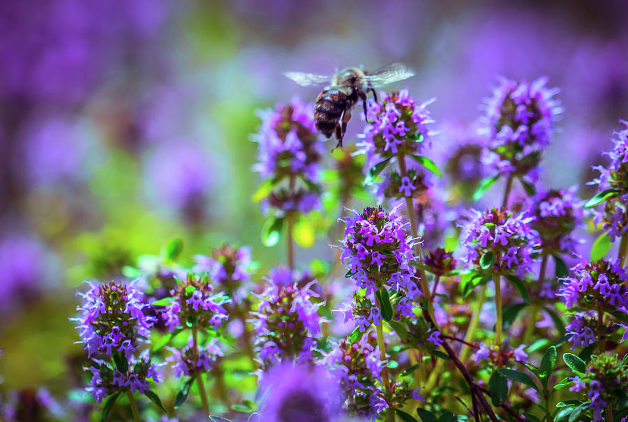 Purple Meadow Photograph by Lilia S
