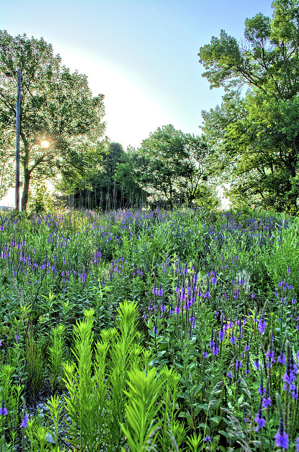 Purple Meadows Photograph by Bonfire Photography