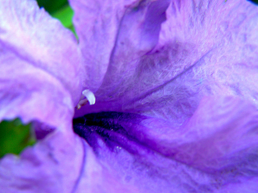 Purple Mexican Petunia Photograph by Adam Johnson