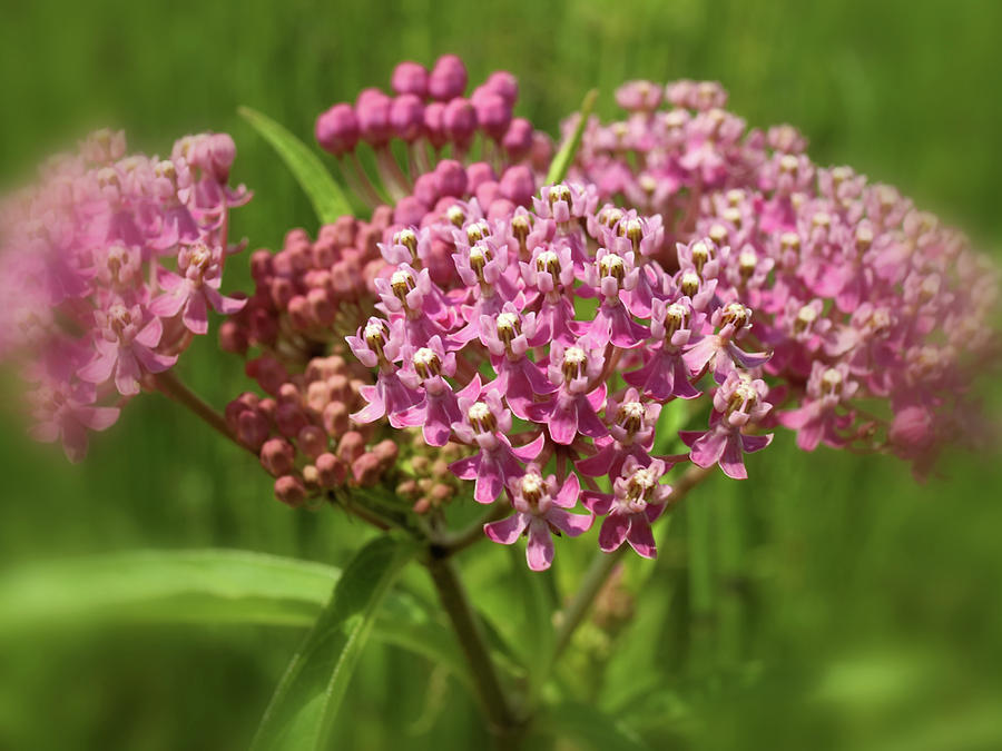 Purple Milkweed Photograph by Scott Kingery