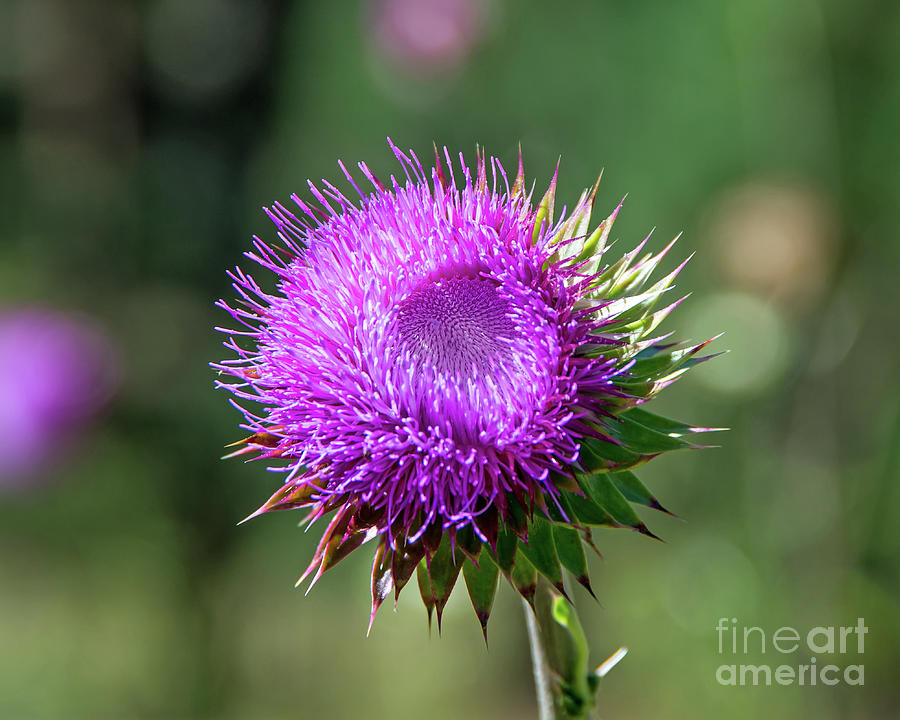 Purple Wildflower Photograph by Stephen Whalen