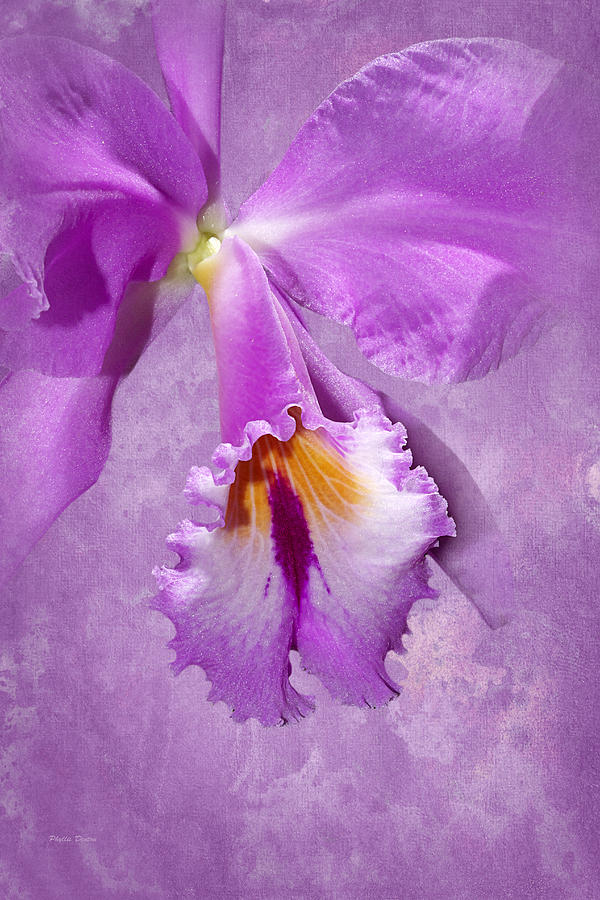 Purple Mist Orchid Photograph by Phyllis Denton