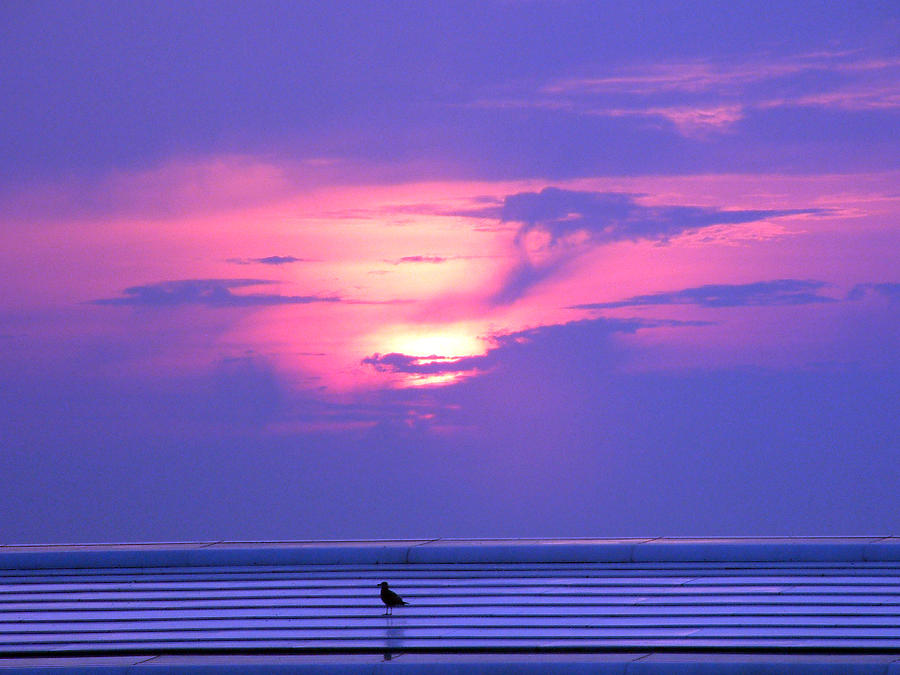 Purple Morning Photograph by Thomas Pipia