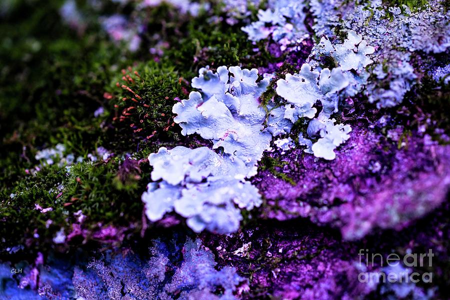 Purple Moss Photograph by Crystal Harman