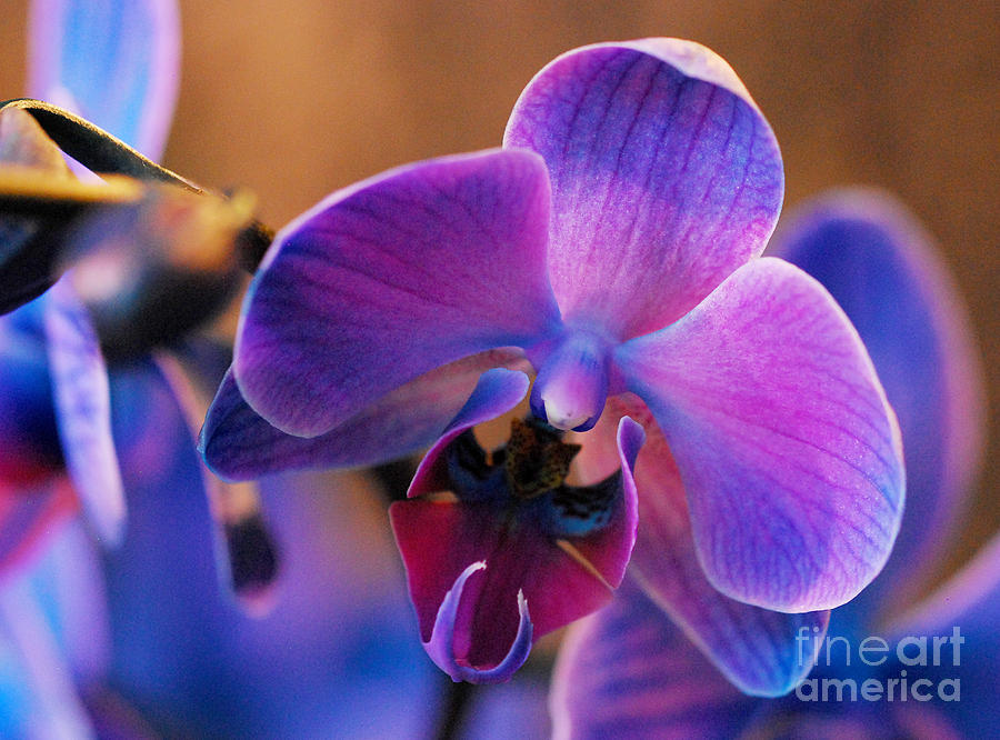 Purple Moth Orchid Photograph by Nancy Mueller