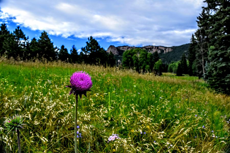 Purple Mountain Attention Photograph by Michael Brungardt