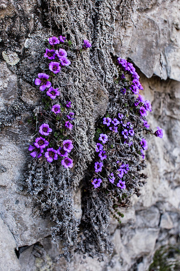 Purple Mountain Saxifrage Photograph by Fred Denner