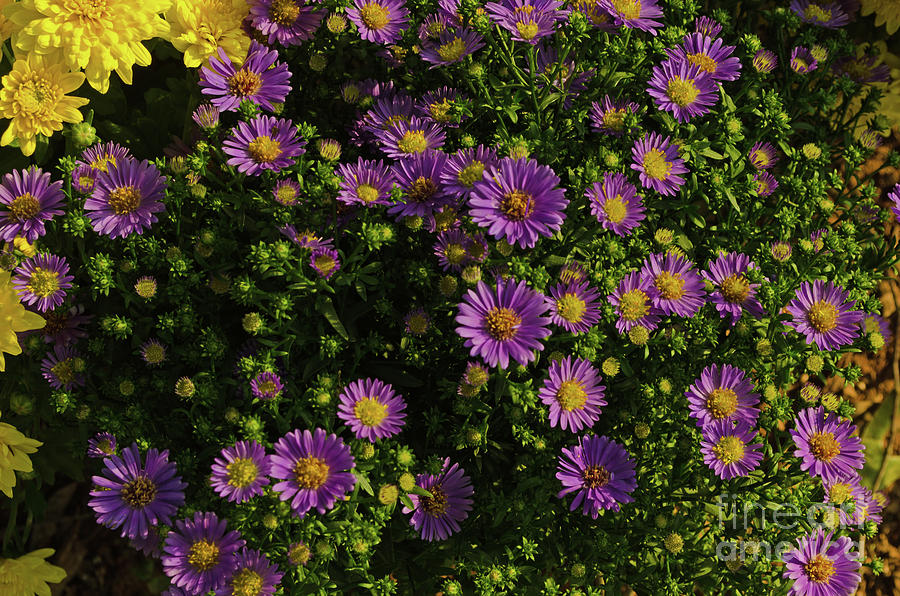 Purple Mums Photograph by Donna Brown