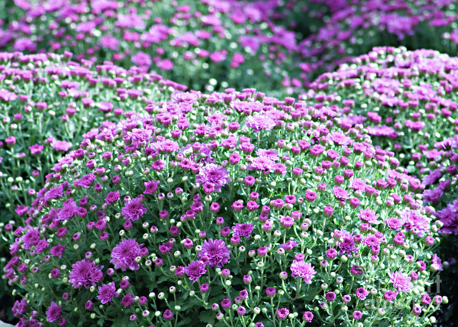 Purple Mums Garden Photograph by Sherry Hallemeier