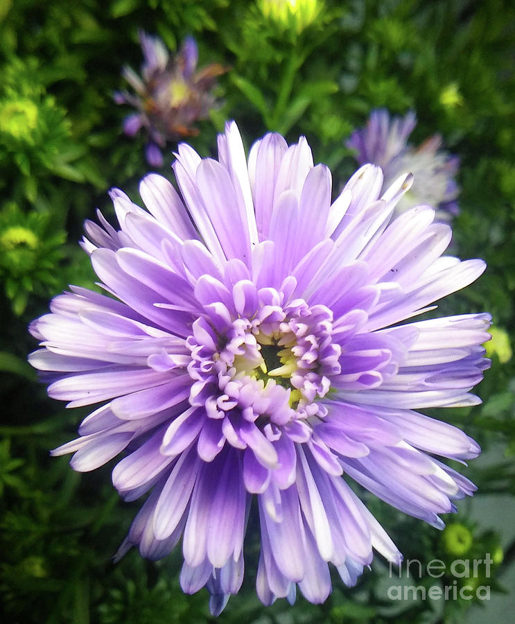 Fall Photograph - Purple Mums by Heather Mcgeever