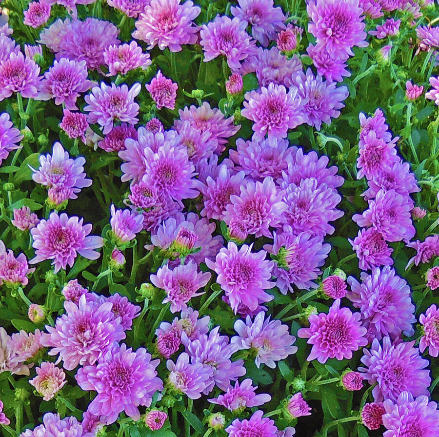 Purple Mums Photograph by Marian Bell - Pixels