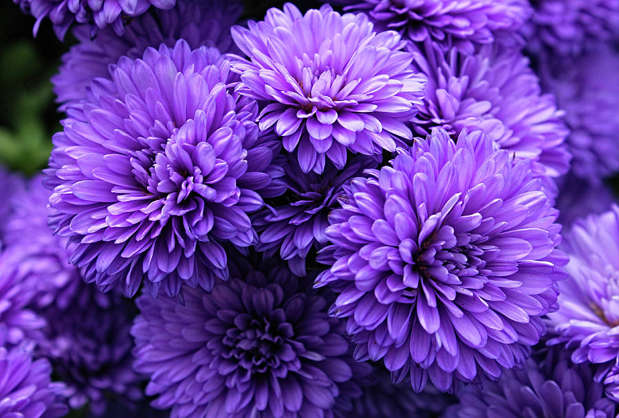 Purple Mums Photograph by Ronda Ryan