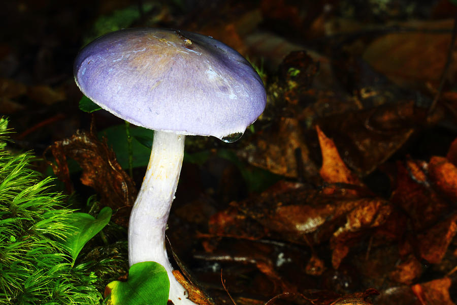 Mushroom Photograph - Purple Mushroom Russula Cyanoxantha by Andrew Pacheco
