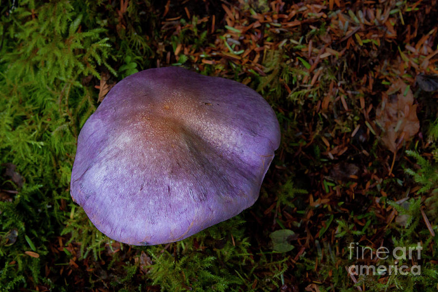 Purple Mushroom-Signed-#6202 Photograph by J L Woody Wooden