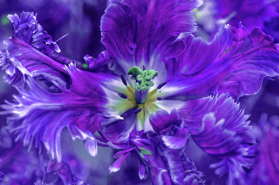Purple Mysterious Parrot Tulip Photograph by Jenny Rainbow