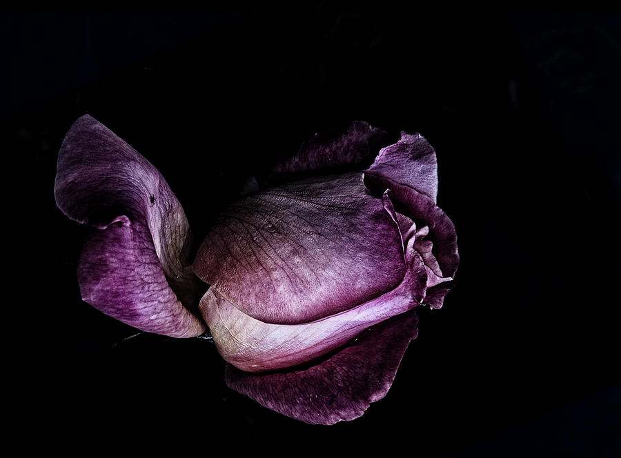 Purple mystic Photograph by Camille Lopez
