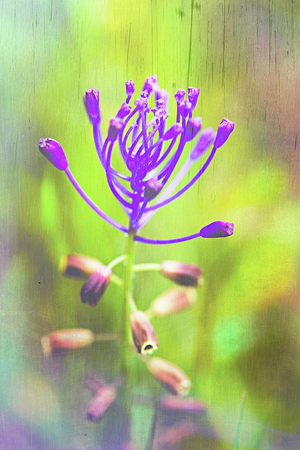 Nature Photograph - Purple Nature by Sotiris Filippou