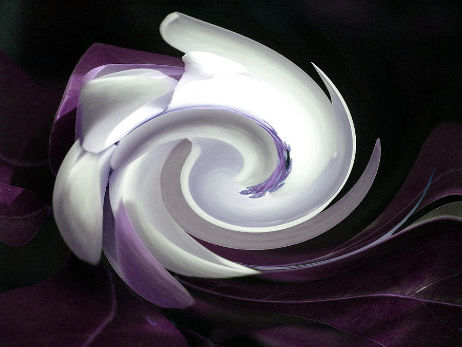 Purple Nautilus Photograph by Carolyn Jacob
