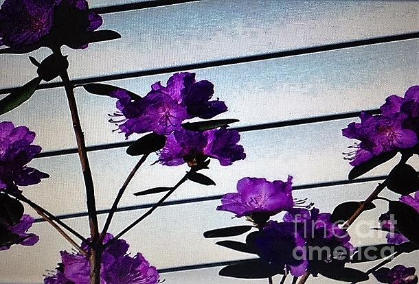 Flowers Still Life Photograph - Purple Night Shade by Hal Newhouser