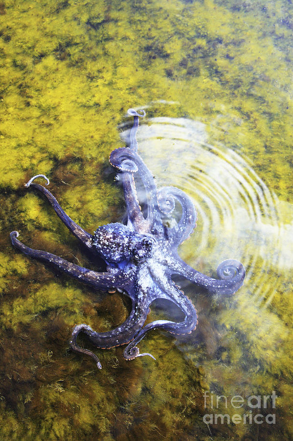 Purple Octopus II Photograph by Brandon Tabiolo - Printscapes