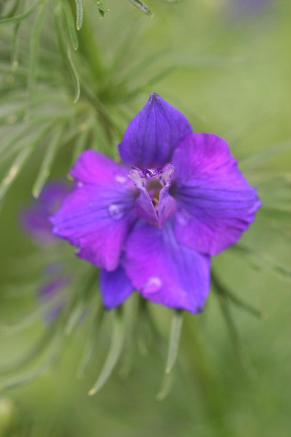 Flower Photograph - Purple by Ofelia  Arreola