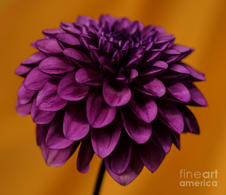 Swan Photograph - Purple On Orange by Nick Boren
