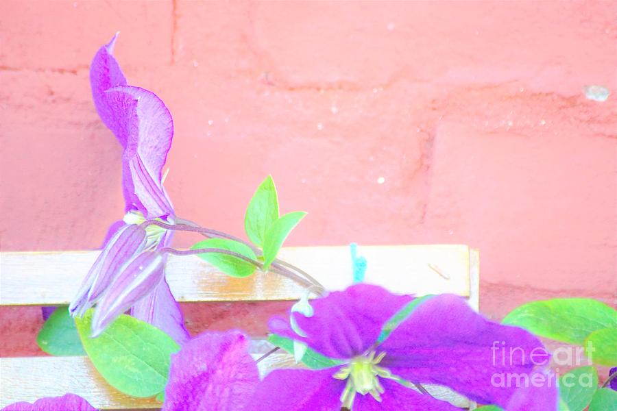 Purple on Pink Photograph by Merle Grenz