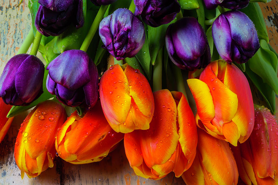 Purple Orange Tulips Photograph by Garry Gay