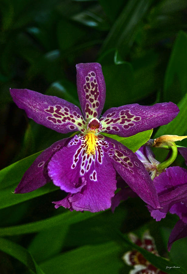 Purple Orchid 033 Photograph by George Bostian