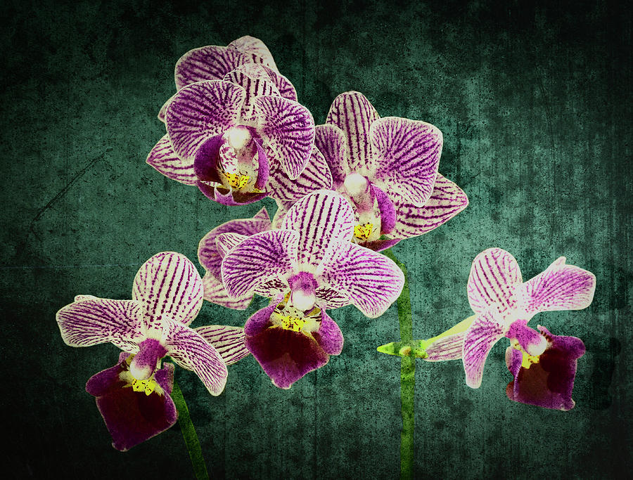 Orchid Photograph - Purple Orchid 4869 on green by Rudy Umans