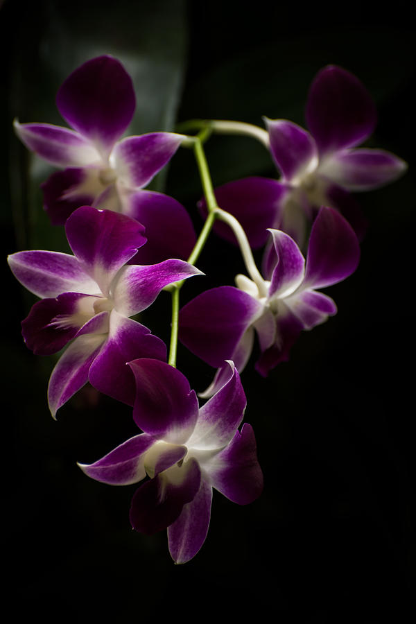 Purple orchid 5 Photograph by Zina Stromberg | Fine Art America