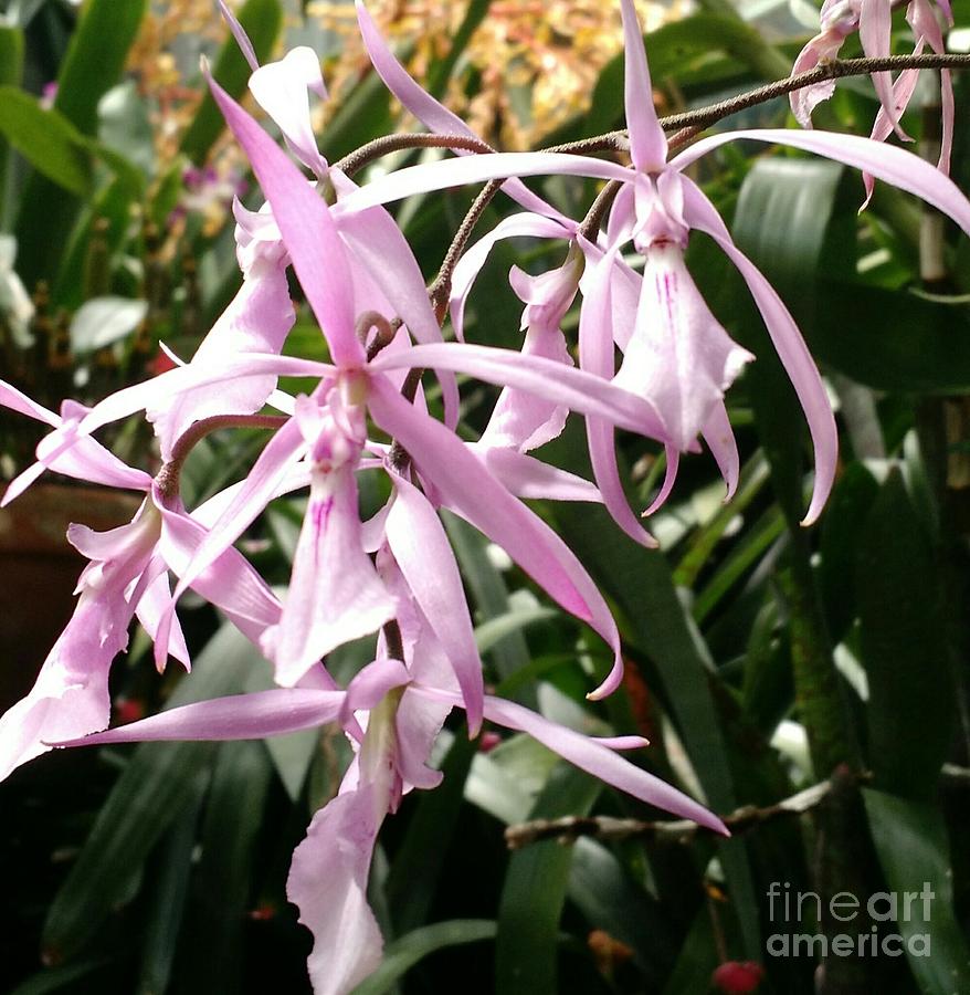 Purple Orchid Photograph by Anita Adams