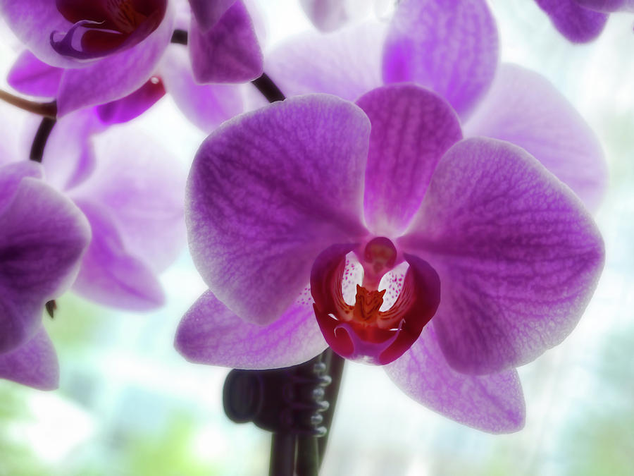 Purple Orchid Photograph by Ann Powell