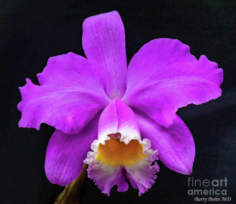 Purple Orchid Photograph by Barry Bohn
