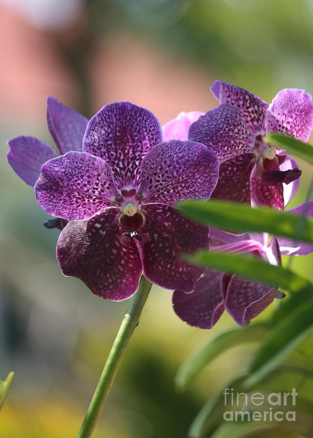 Purple Orchid Beauty Photograph by Carol Groenen