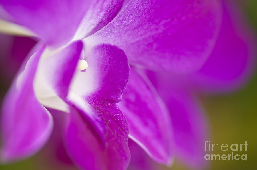 Purple Orchid Close-up Photograph by Bill Brennan - Printscapes