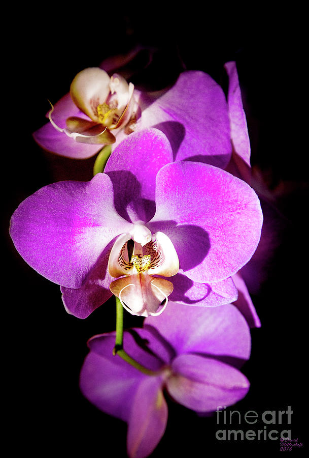 Purple Orchid Photograph by David Millenheft