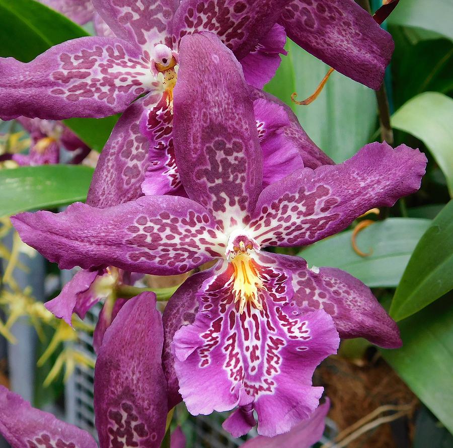 Purple Orchid Dreams Photograph