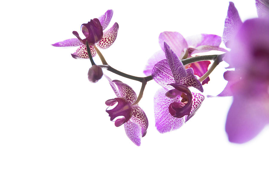 Purple orchid Photograph by Dutourdumonde Photography