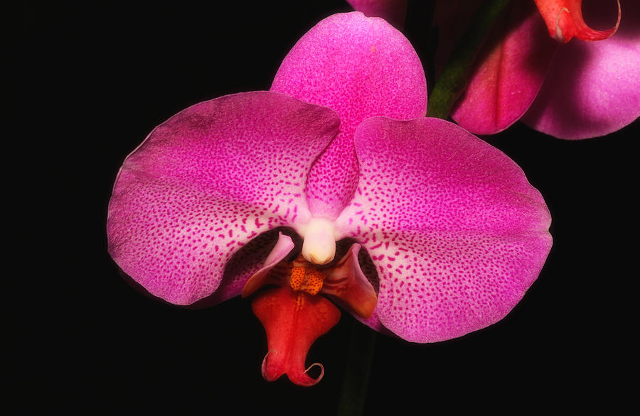 Purple Orchid Elegance 2 Photograph by Rachel Cohen