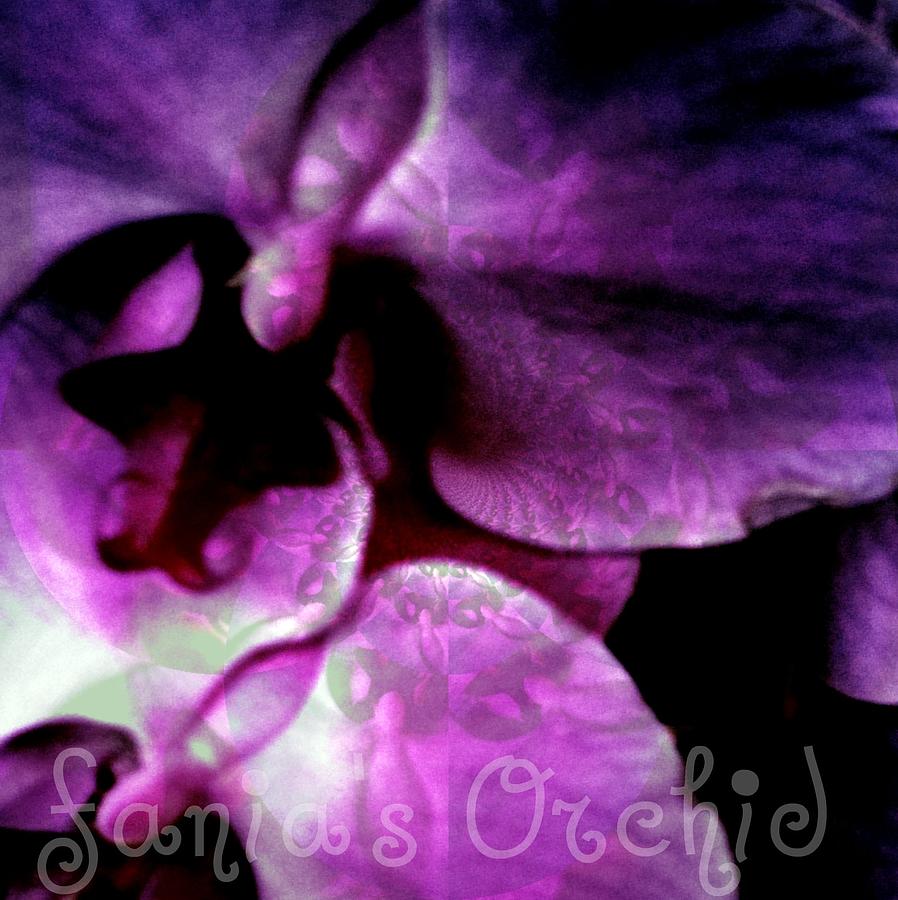 Purple Orchid Photograph by Fania Simon