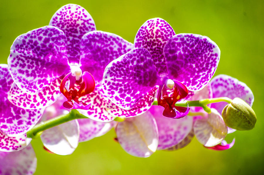 Purple Orchid  Photograph by Gerald Kloss