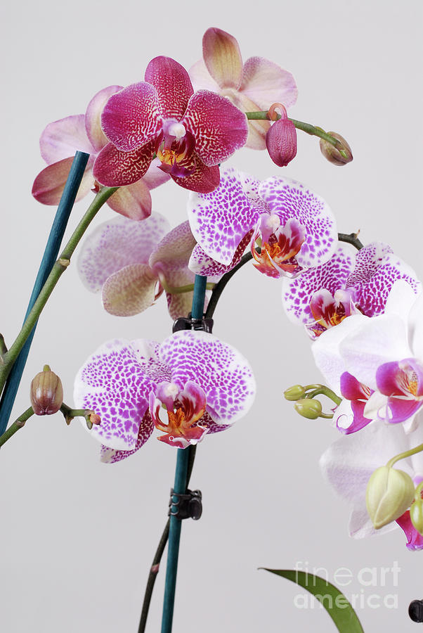 Purple Orchid Photograph by Ilan Amihai