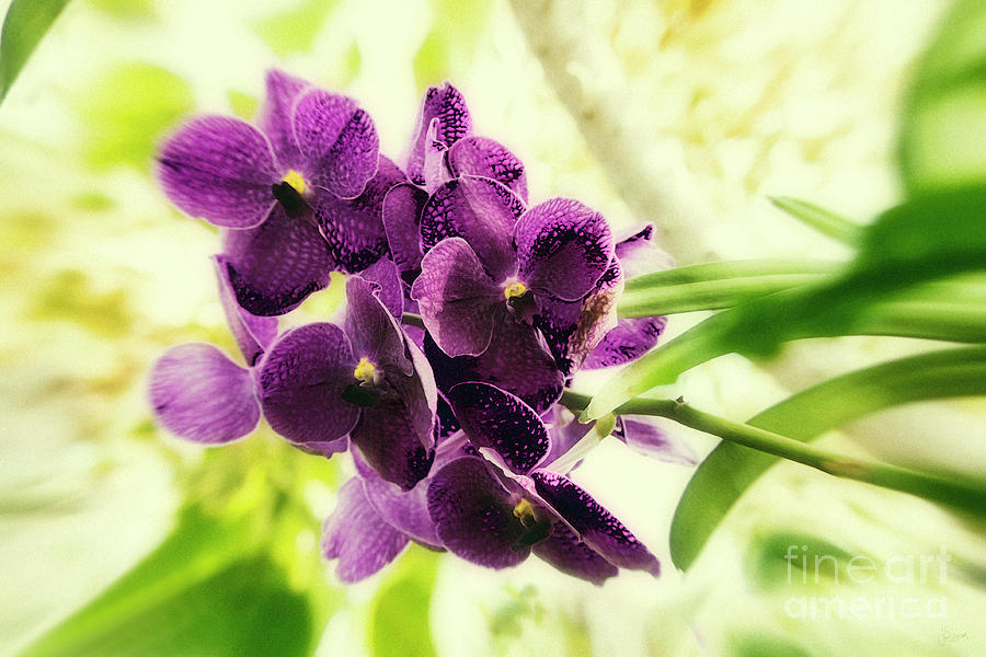 Purple Orchid Photograph by Jeff Breiman