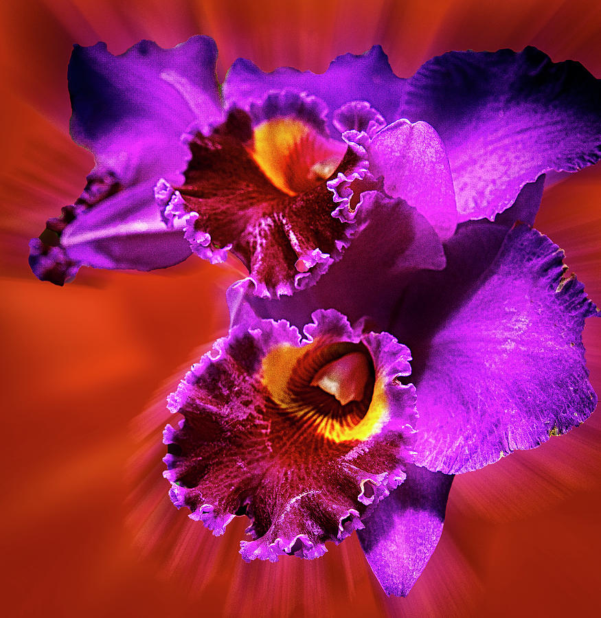 Purple Orchid Photograph by Joseph Hollingsworth